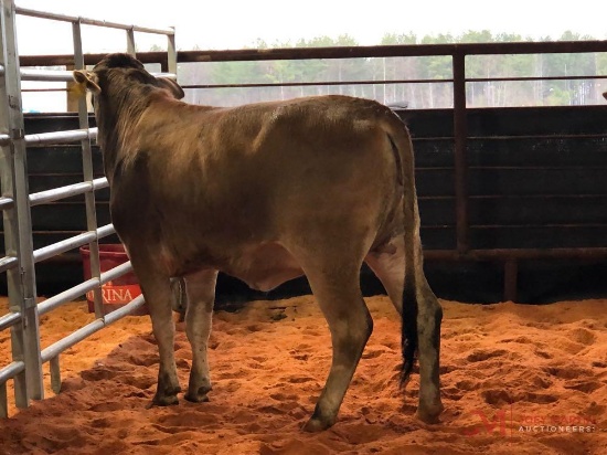 (2) RED BRAHMA CROSS OPEN HEIFERS(SOLD 2 times the money, must take all) Tag #572, 444