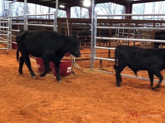 (1) BLACK COW CALF PAIR (cow bred back 2 months) cow tag 531 Calf tag 33