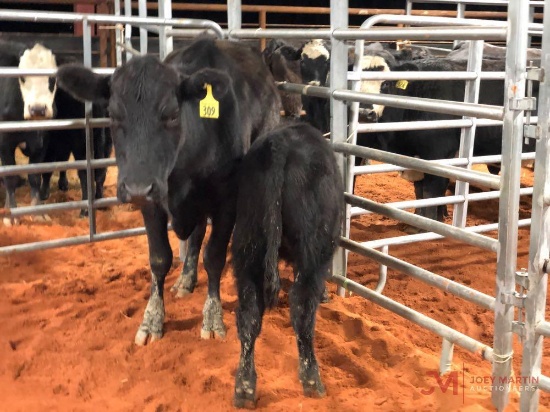 (1) BLACK COW CALF PAIR COW#309 Calf#27