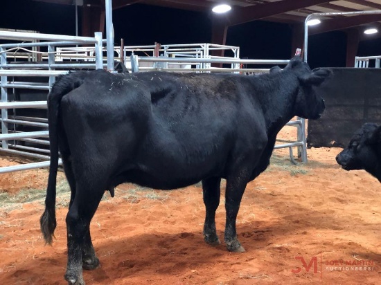 BLACK COW CALF PAIR COW#357 Calf#19
