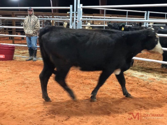 (2) BLACK WHITE FACE COW CALF PAIRS(sells 2 times the money must take both) Cow#304, 313 Calf#4637