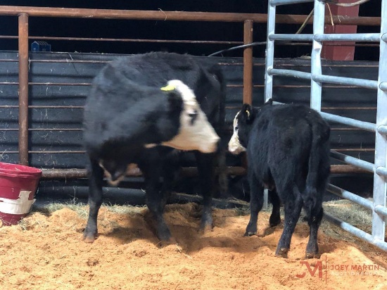 Black white face cow calf pair Cow#312 Calf#36