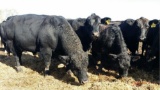 APPROXIMATELY 300 HEAD OF COMMERCIAL COW/CALF PAIRS, BRED COWS AND OPEN HEIFERS