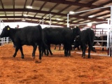 (4) BLACK OPEN HEIFERS(SOLD 4 times the money, must take all) Tag #431 Tag #424 Tag #425 Tag #440