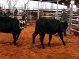 (2) BLACK WHITE FACE OPEN HEIFERS, HORNED(SOLD 2 times the money, must take all) Tag #565, 338