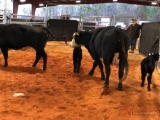 (2) BLACK WHITE FACE COW CALF PAIRS (Sells 2 times the money, must take all) cow tags 379, 417 Calf