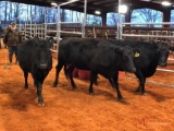(3) BLACK BRED COWS(sells 3 times the money, must take all) #388 7 months #428 7 months #432 7