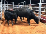 (3) BLACK AND BLACK WHITE FACE COW CALF PAIRS(sells 3 times the money) Cow#323, 334, 495 Calf# 44,