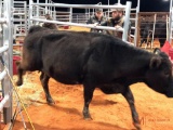 BLACK BRED COW#314 Bred 6 months