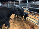 (2) BLACK COW CALF PAIRS (sells 2 times the money, must take both) Cow#376, 397 Calf#376A, 397A