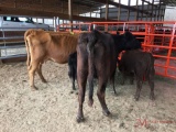 (2) COW CALF PAIR, 2 TIMES THE MONEY MUST TAKE BOTH, COW TAG 335, COW TAG 310, CALF TAG 33, CALF TAG