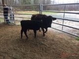 1 BLACK COW CALF PAIR, COW TAG 368, CALF TAG 45