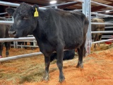 BLACK OPEN COW, TAG 355