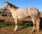 Must Be A Poco Pepto 2016 Grey AQHA Stallion (Must Be A Pepto X GSW Poco Peppy)