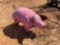 PINK METAL PIG