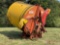 TOMHAWK 5050 BALE CHOPPER