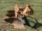 3PH 3 ROW TURN PLOW