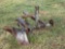 3PH TURN PLOW