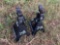 (2) PRO SERIES JACK STANDS