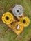 (4) VARIOUS WHEELS