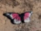 BUTTERFLY SIGN