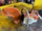 STIHL CONCRETE SAW