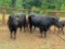 (2) BLACK COW/CALF PAIRS