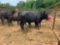 (2) BLACK COW/CALF PAIRS