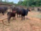 (1) BLACK COW/CALF PAIR