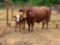 (1) RED COW/CALF PAIR