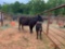 (1) BLACK COW/CALF PAIR