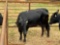 (1) BLACK BRED COW