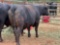 (1) BLACK BRED COW