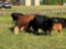 AMERICAN POLLED HEREFORD BULL