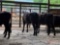 (5) ANGUS, ANGUS CROSS OPEN HEIFERS