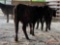 (4) ANGUS, ANGUS CROSS OPEN HEIFERS