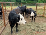 (2) BLACK W/F COW/CALF PAIRS