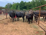 (2) BLACK COW/CALF PAIRS