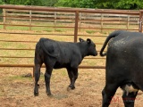 (1) BLACK COW/CALF PAIR