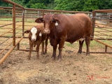 (1) RED COW/CALF PAIR