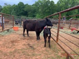 (1) BLACK COW/CALF PAIR