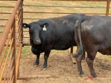 (1) BLACK BRED COW