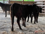 (4) ANGUS, ANGUS CROSS OPEN HEIFERS