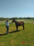 7 YR OLD MULE, 8 YR OLD MULE MARE (KATIE)