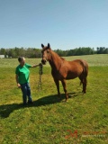 QUATER HORSE MARE