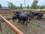(2) BRANGUS FIRST CALF PAIRS, GURANTEED MATCHES, (BRAND 249 & 241)...