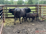 (2) BRANGUS FIRST CALF PAIRS, GURANTEED MATCHES, (BRAND 247 & 248)