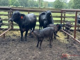 (2) BRANGUS...COW CALF PAIRS, GURANTEED MATCHES, (BRAND 245 FIRST CALF, BRAND 59 HAS 4TH CALF)...