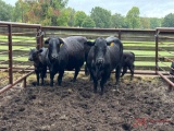 (2) BRANGUS...COW CALF PAIRS, GURANTEED MATCHES, (BRAND 56 HAS 4TH CALF,...BRAND 111 HAS 3RD CALF)..