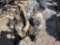 CUMMINS DIESEL ENGINE
